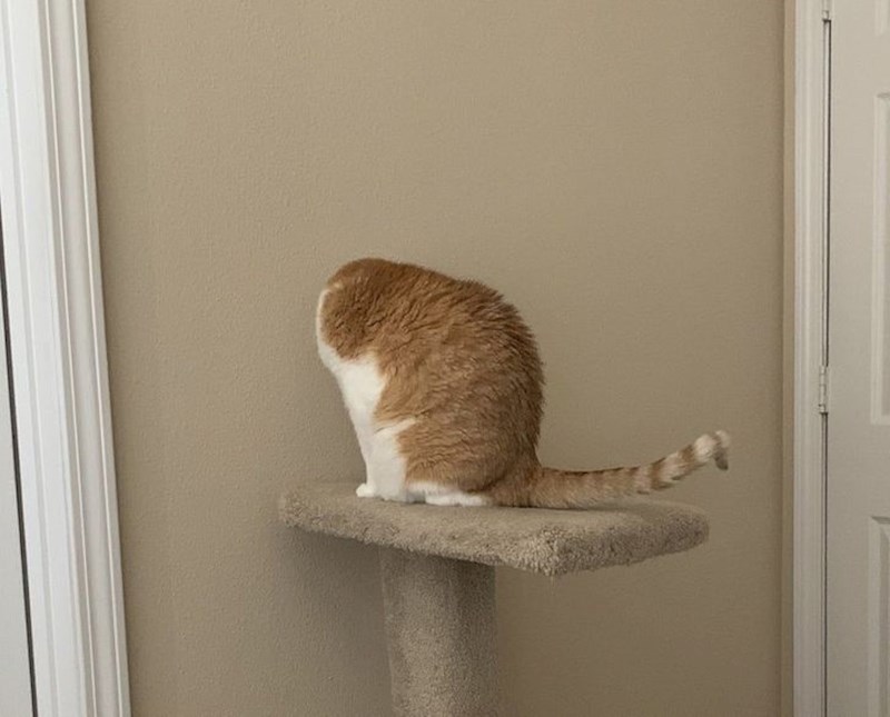 10. Mačka bez glave.