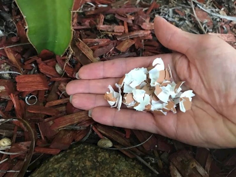6. Ljuske jaja mogu poslužiti kao gnojivo za biljke ili sredstvo protiv štetočina u vašem vrtu.