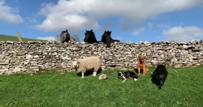 VIDEO Vesela ovca živi svoj život na farmi misleći da je pas