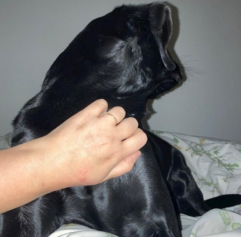 10. "Moj pas ispao je kao mutant!"