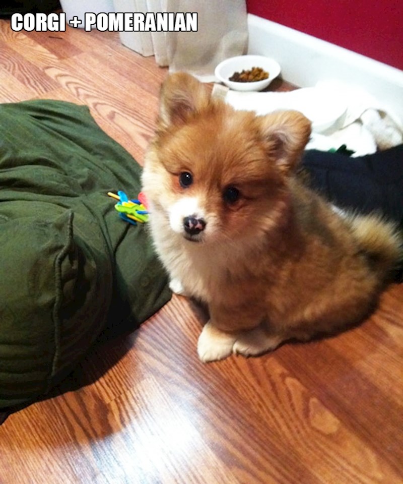 17. Korgi + pomeranac