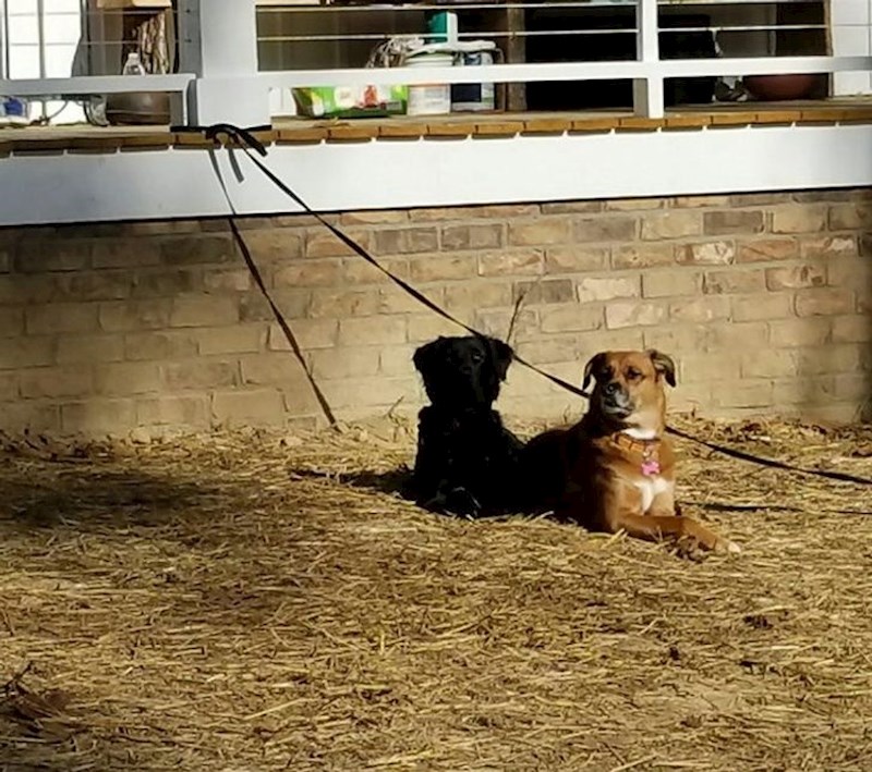 Na fotki su dva psa, a ne pas i njegova sjena.