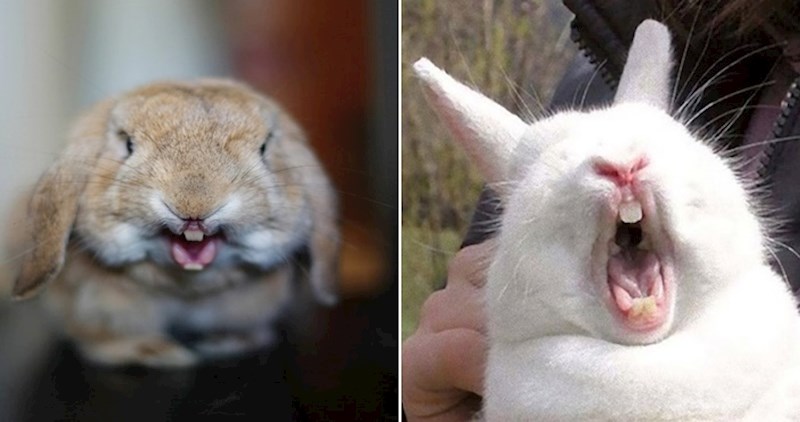 Netko je primijetio da zečevi izgledaju zastrašujuće dok zijevaju, fotke su sve