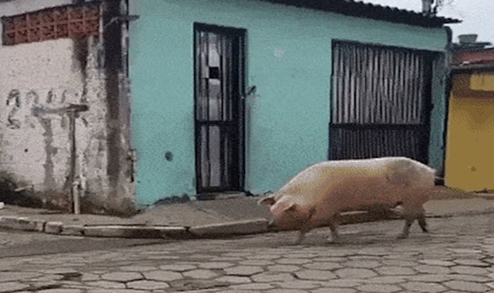 Evo kakve se ludosti dogode kad nemate za taksi, a hitno vam treba prijevoz