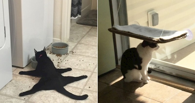 Ovih 13 ljudi uhvatili su svoje mačke u stvarno čudnim situacijama i morali to podijeliti sa svima