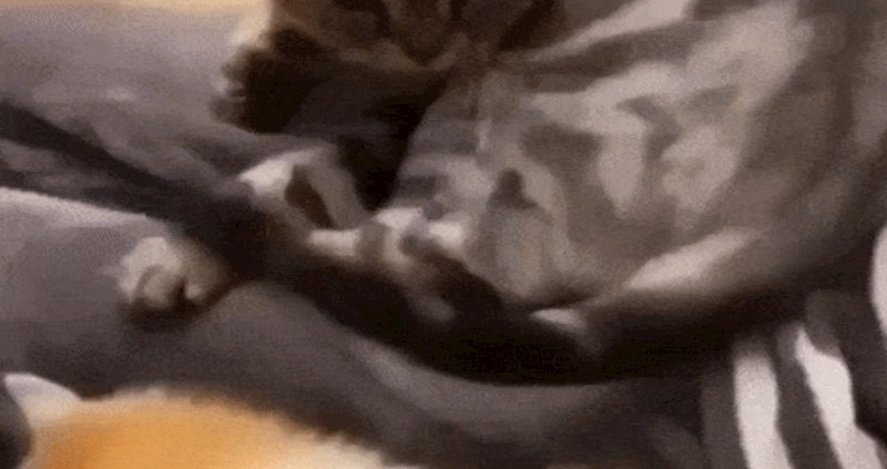 S ovom opakom macom nema šale, ne dozvoljava ikome da ju zadirkuje