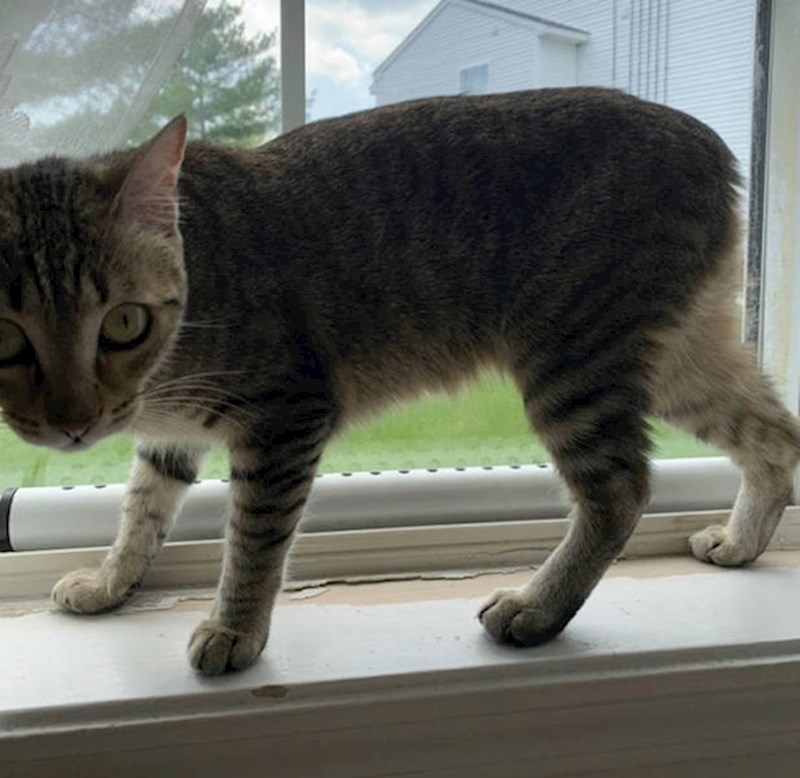 11. Maca rođena bez repa