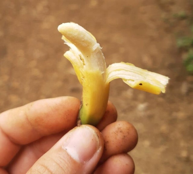 1. Minijaturna banana
