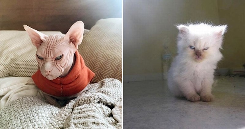 Urnebesne fotke namrgođenih mačaka koje izgledaju kao da im se gadite