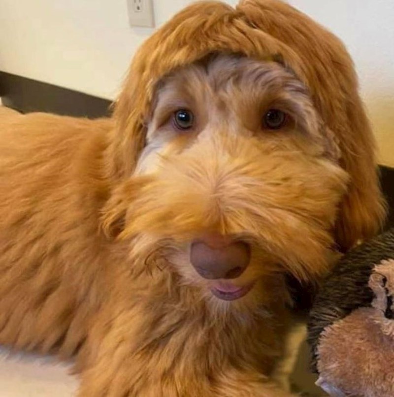 12. Pokušao je sam ošišati svoga psa