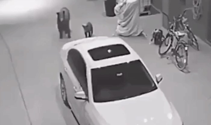 Iznenadni susret na parkiralištu brutalno je preplašio sve sudionike