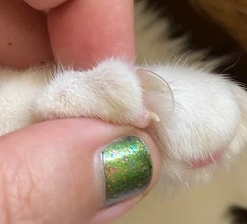 16. Maca ima pandžu ispod pandžice