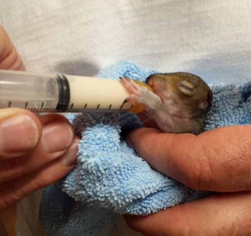 12. "Roditelji moje cure spašavaju male vjeverice."