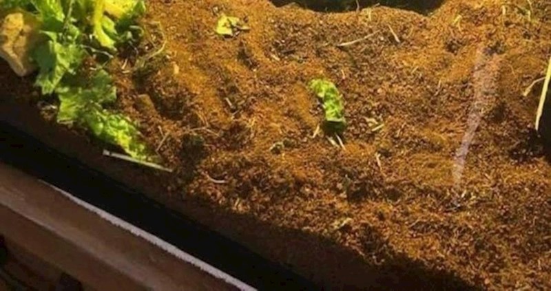 U ovom terariju događa se nešto neobično, možete li pronaći uljeza?