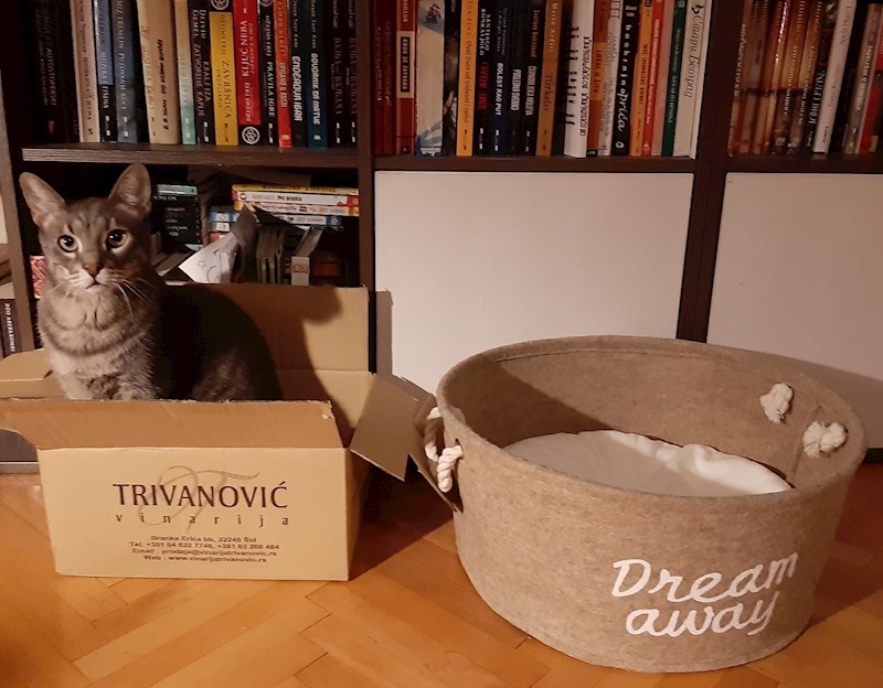 Ono što nije očekivala je da će mačak ostati potpuno ravnodušan na svoj novi krevetić...