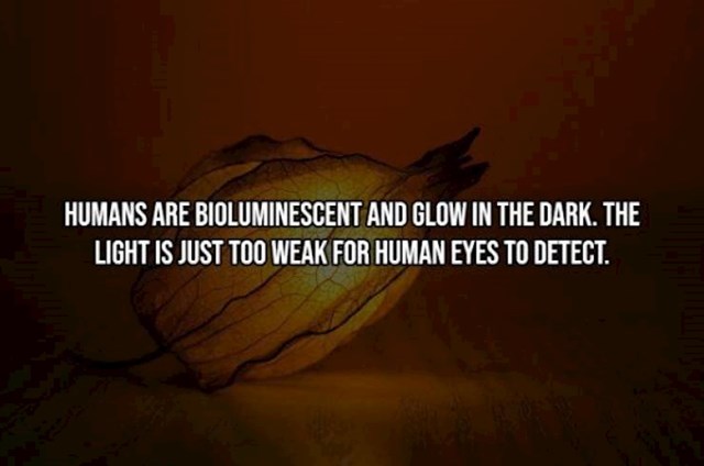 9. Ljudi su bioluminiscentni - znači da svijetlimo u mraku. Samo što je to svjetlo preslabo da ga ljudsko oko primjeti.