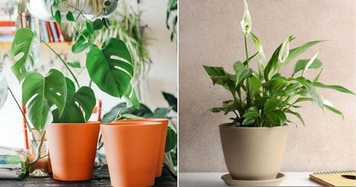 14 sobnih biljaka koje su dobre za vaše zdravlje