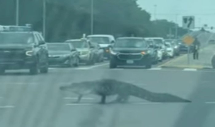 VIDEO Aligator se pojavio nasred raskrižja i potpuno zbunio vozače