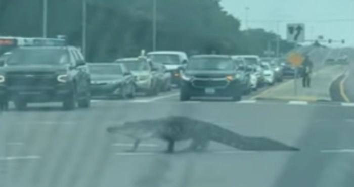 VIDEO Aligator se pojavio nasred raskrižja i potpuno zbunio vozače