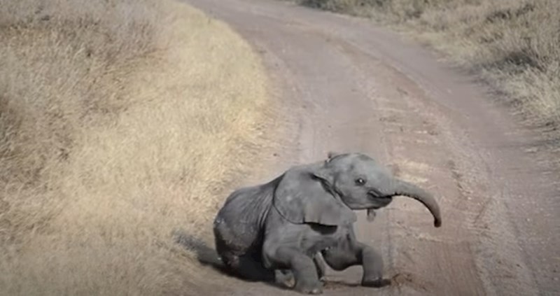 VIDEO Maleni slonić napravio je sve kako bi privukao pozornost svoje mame