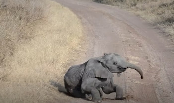 VIDEO Maleni slonić napravio je sve kako bi privukao pozornost svoje mame