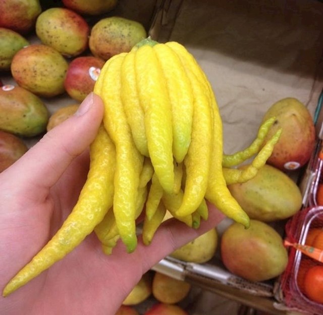 15. Limun izgleda kao lignja