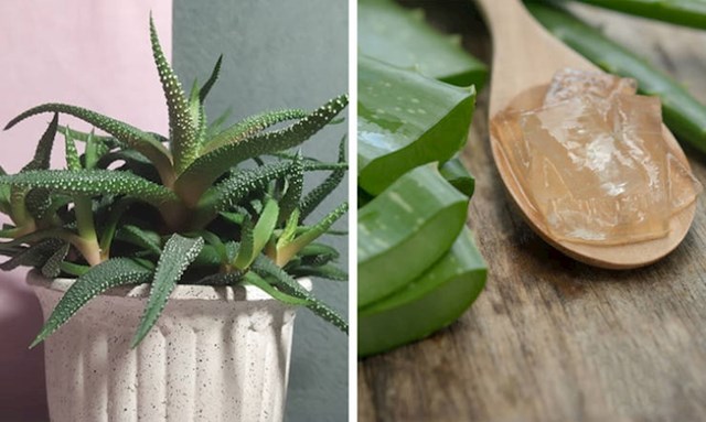 4. Aloe Vera