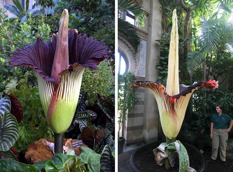 2. Titan Arum.