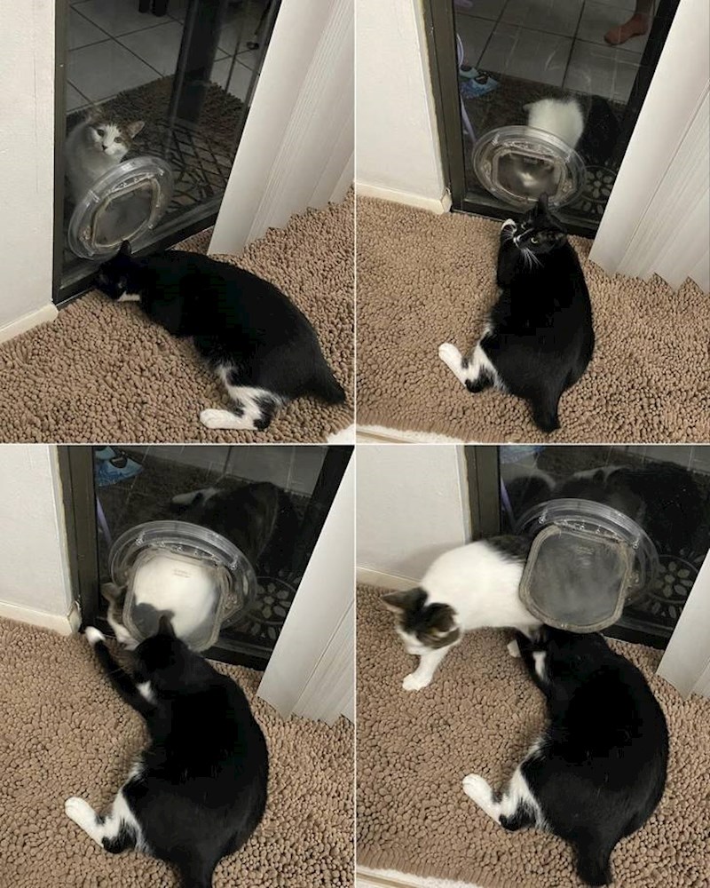 2. "Imamo 4 mačke. Svaku od njih ovaj crno bijeli zloćko dočeka pri pokušaju prolaska kroz mačja vrata i istuče ih."