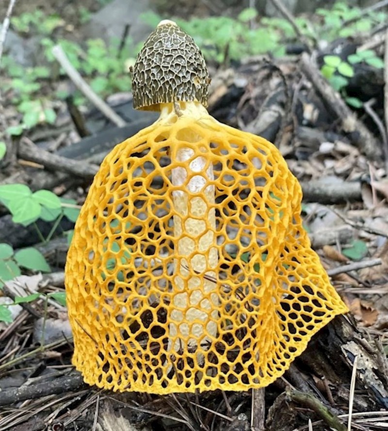 2. Najčudnija gljiva koju sam ikad pronašla