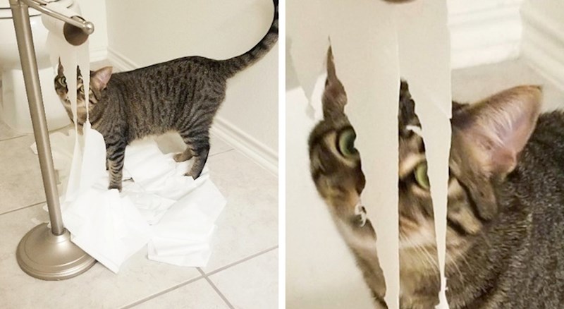 "Napravila bi ovo svako jutro da ne zatvorim vrata kupaonice."