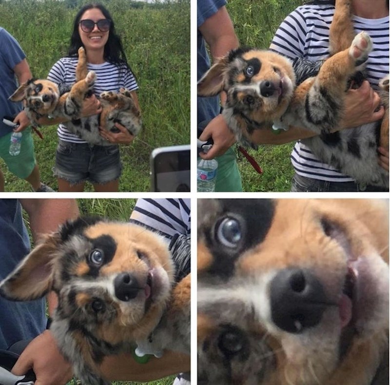 6. Pas koji ima presmiješan izraz lica