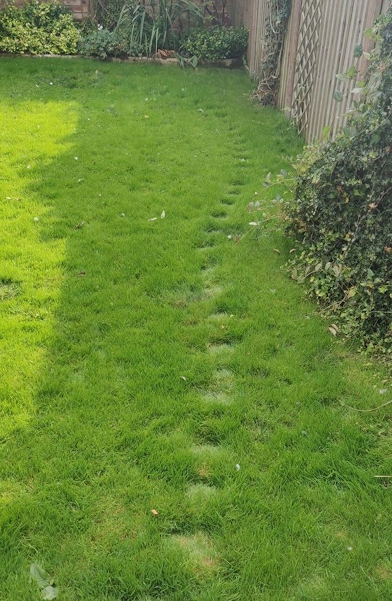 13.Mačke u ovom dvorištu uvijek hodaju istom rutom.