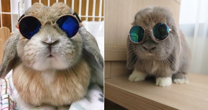 17 fotki na kojima se vidi da zečevi znaju kako izgledati cool s cvikama