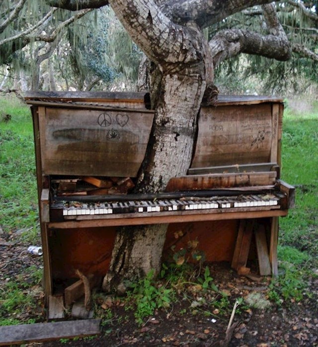 6. Stablo koje raste iz klavira
