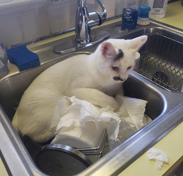 3. Naša mačka počela je provoditi jako puno vremena u sudoperu. Odveli smo ju veterinaru. Rekao je da je s njom sve u redu i da sjedi u sudoperu "zato što je mačka."