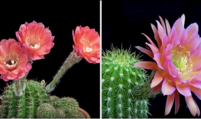 VIDEO Predivan timelapse cvjetanja kaktusa za potpuno opuštanje mozga