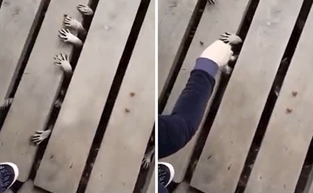 17. Ruke rakuna su stvarno dosta jezive kad im istovremeno ne vidite i tijelo