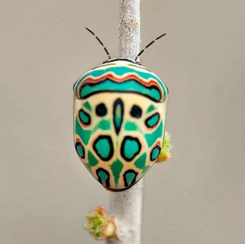 Kukac koji izgleda kao da ga je oslikao Picasso.