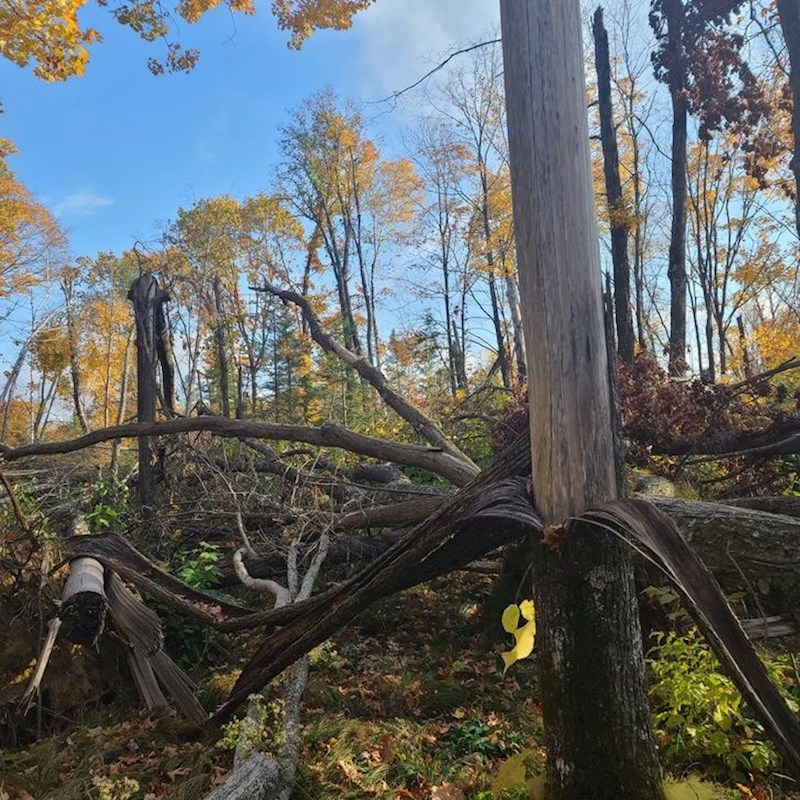 "Tornado je ogulio stabla kao da su banane."