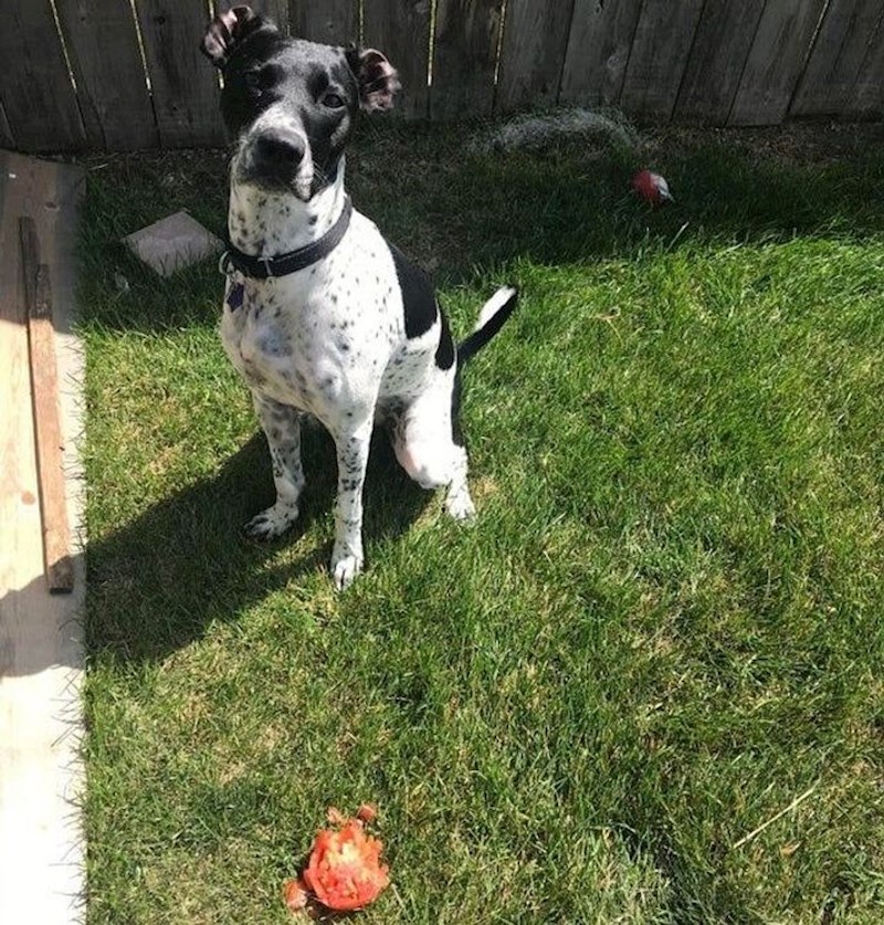 Kradljivac rajčice. Nije se baš usrećio s izborom.