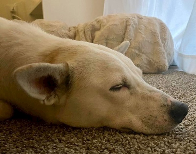 9. "Moj pas u ovoj pozi izgleda kao polarni medo!"