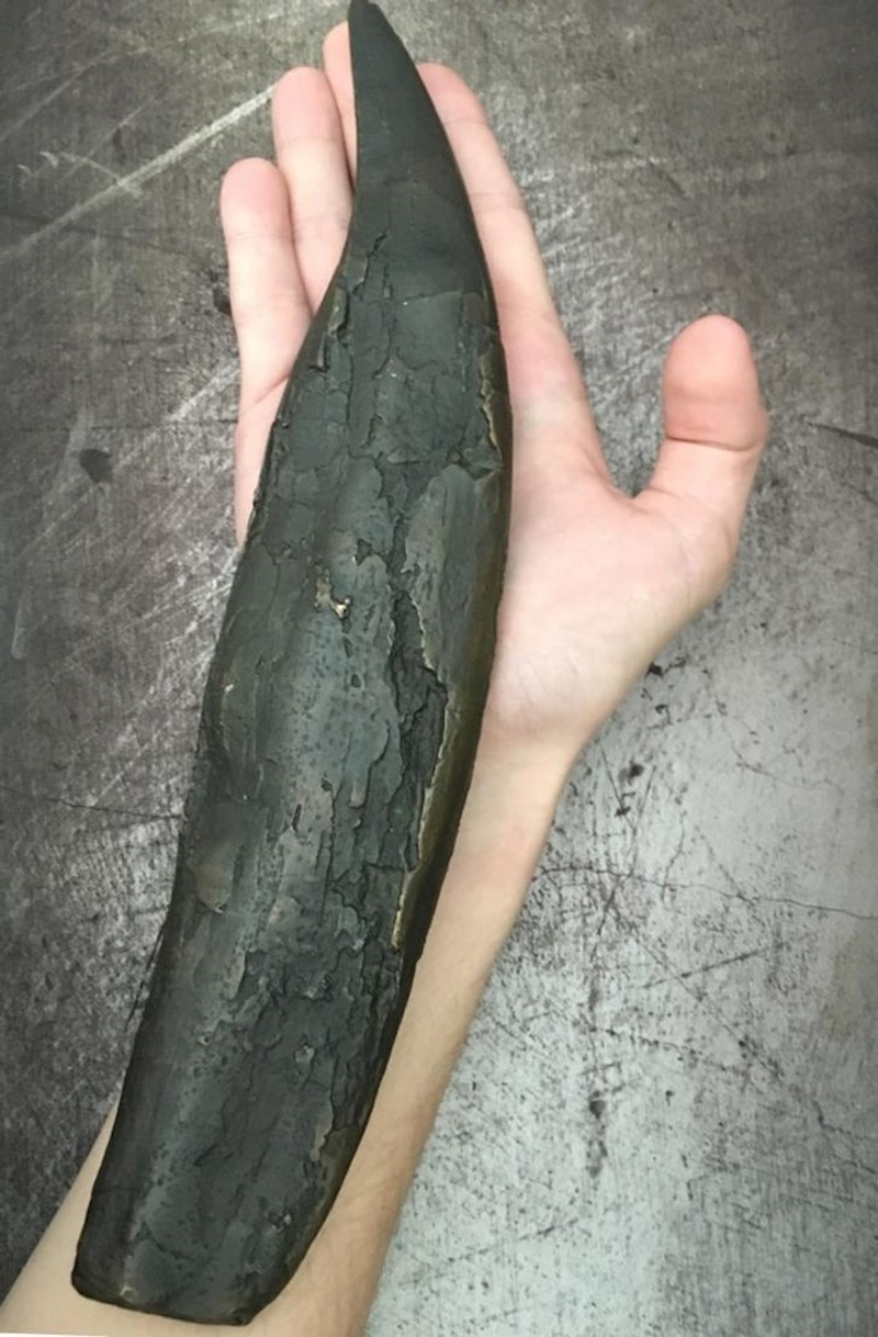 Tiranosaurusov zub i ljudska ruka.