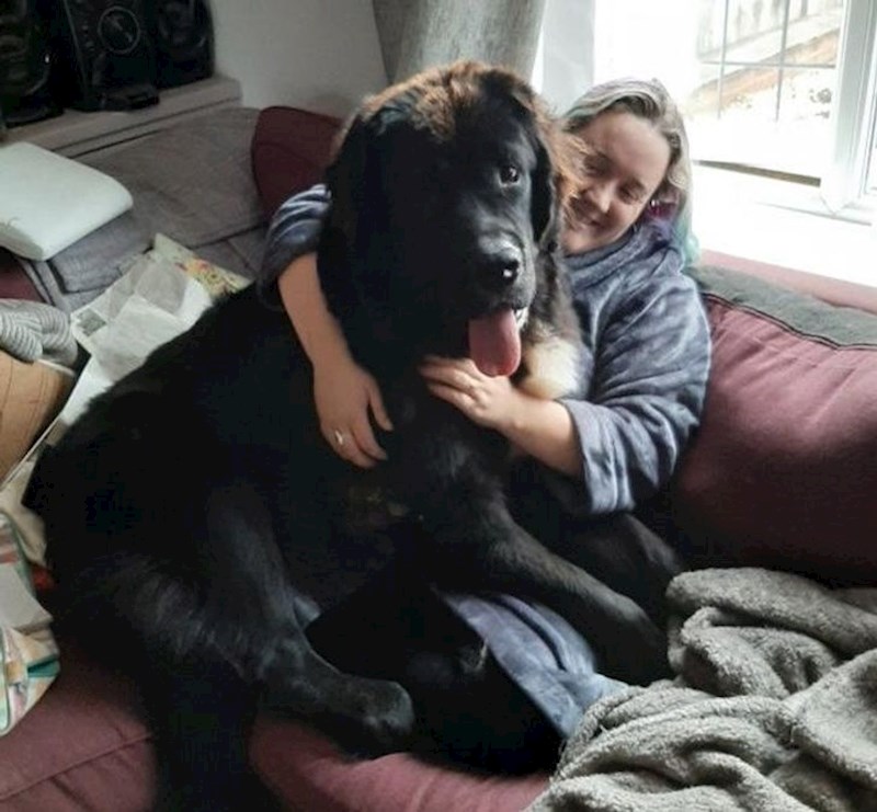 Newfoundlander star godinu dana. Što će tek biti za 3?