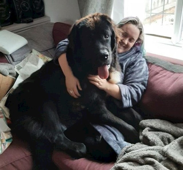 Newfoundlander star godinu dana. Što će tek biti za 3?