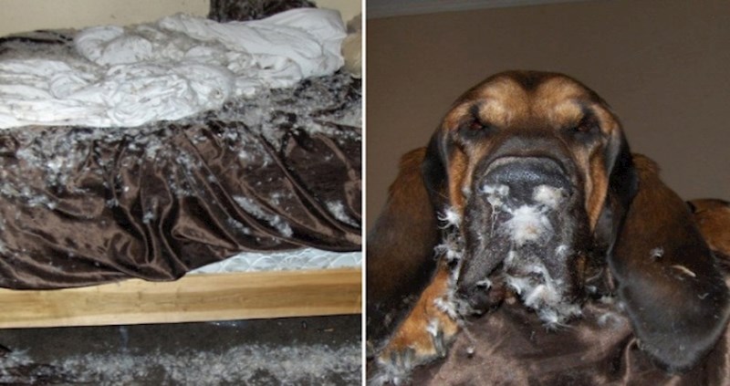 18 pasa koji su svojim nedjelima pokazali da su zločestiji od mačaka