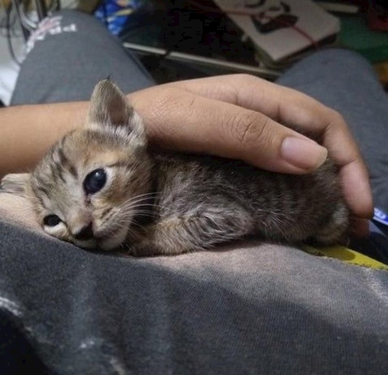 "Spasili smo mačića."