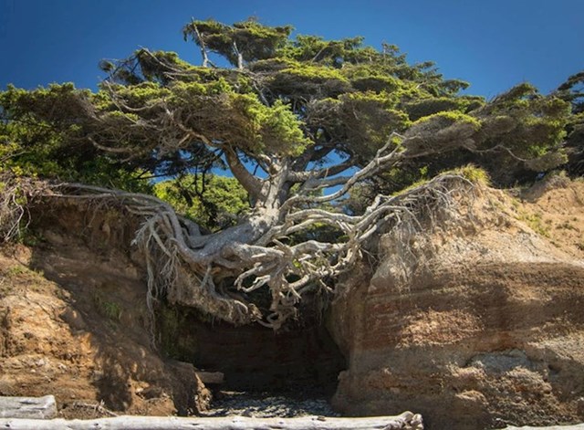 13. Drvo života izraslo u neobičnim uvjetima.