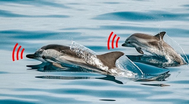 5. Delfini se međusobno nazivaju imenima.