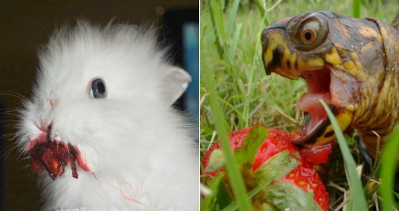 Nakon što vidite ove fotke vjerojatno nećete davati jagode vašem ljubimcu